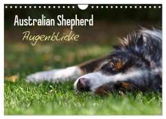 Australian Shepherd - Augenblicke (Wandkalender 2026 DIN A4 quer), CALVENDO Monatskalender Cover Australian Shepherd - Augenblicke (Wandkalender 2026 DIN A4 quer), CALVENDO Monatskalender