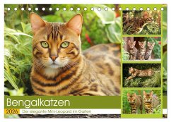 Bengalkatzen. Der elegante Mini-Leopard im Garten (Tischkalender 2026 DIN A5 quer), CALVENDO Monatskalender