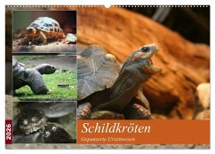 Cover Schildkröten - Gepanzerte Urzeitwesen (Wandkalender 2026 DIN A2 quer), CALVENDO Monatskalender