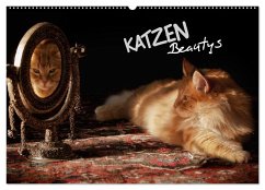 KATZEN Beautys (Wandkalender 2026 DIN A2 quer), CALVENDO Monatskalender