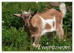 Zwergziegen (Wandkalender 2026 DIN A2 quer), CALVENDO Monatskalender Zwergziegen (Wandkalender 2026 DIN A2 quer), CALVENDO Monatskalender