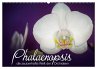 Phalaenopsis - die zauberhafte Welt der... - Bild 1