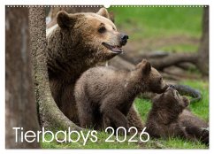 Tierbabys 2026 (Wandkalender 2026 DIN A2 quer), CALVENDO Monatskalender Tierbabys 2026 (Wandkalender 2026 DIN A2 quer), CALVENDO Monatskalender