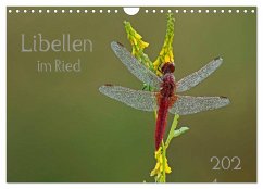 Cover Libellen im Ried (Wandkalender 2026 DIN A4 quer), CALVENDO Monatskalender