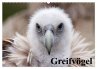 Greifvögel (Wandkalender 2026 DIN A2... - Bild 1