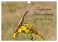 Cover Faszination Gottesanbeterin - Die Welt der Mantis (Wandkalender 2026 DIN A4 quer), CALVENDO Monatskalender