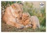 Emotionale Momente: Löwenbabys - so... - Bild 1