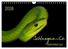 Cover Schlangen und Co. - Faszination pur (Wandkalender 2026 DIN A4 quer), CALVENDO Monatskalender