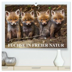 Füchse in freier Natur (hochwertiger Premium Wandkalender 2026 DIN A2 quer), Kunstdruck in Hochglanz Füchse in freier Natur (hochwertiger Premium Wandkalender 2026 DIN A2 quer), Kunstdruck in Hochglanz