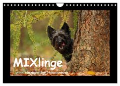 Cover MIXlinge (Wandkalender 2026 DIN A4 quer), CALVENDO Monatskalender