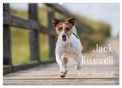 Jack Russell - Klein, aber oho! (Wandkalender 2026 DIN A2 quer), CALVENDO Monatskalender