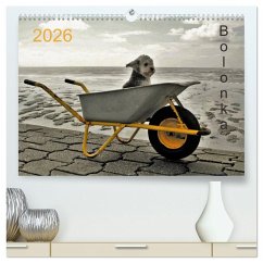 Cover Bolonka 2026 (hochwertiger Premium Wandkalender 2026 DIN A2 quer), Kunstdruck in Hochglanz
