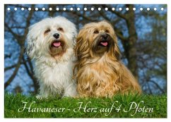 Cover Havaneser - Herz auf 4 Pfoten (Tischkalender 2026 DIN A5 quer), CALVENDO Monatskalender