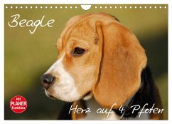 Beagle - Herz auf 4 Pfoten (Wandkalender 2026 DIN A4 quer), CALVENDO Monatskalender Beagle - Herz auf 4 Pfoten (Wandkalender 2026 DIN A4 quer), CALVENDO Monatskalender