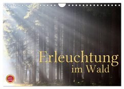 Cover Erleuchtung im Wald (Wandkalender 2026 DIN A4 quer), CALVENDO Monatskalender