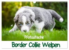 Cover Pfotastische Border Collie Welpen (Wandkalender 2026 DIN A3 quer), CALVENDO Monatskalender