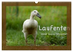 Laufenten immer was zu Schnattern (Wandkalender 2026 DIN A3 quer), CALVENDO Monatskalender Laufenten immer was zu Schnattern (Wandkalender 2026 DIN A3 quer), CALVENDO Monatskalender