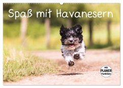 Spaß mit Havanesern (Wandkalender 2026 DIN A2 quer), CALVENDO Monatskalender