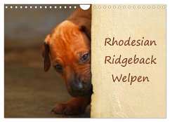 Cover Rhodesian Ridgeback Welpen (Wandkalender 2026 DIN A4 quer), CALVENDO Monatskalender