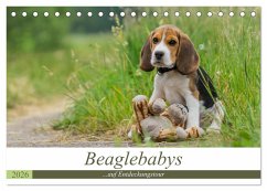 Beaglebabys auf Entdeckungstour (Tischkalender 2026 DIN A5 quer), CALVENDO Monatskalender