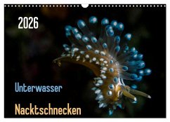 Cover Unterwasser - Nacktschnecken 2026 (Wandkalender 2026 DIN A3 quer), CALVENDO Monatskalender