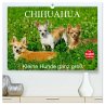 Chihuahua - Kleine Hunde ganz groß... - Bild 1