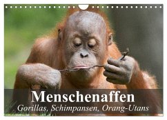 Menschenaffen. Gorillas, Schimpansen, Orang-Utans (Wandkalender 2026 DIN A4 quer), CALVENDO Monatskalender