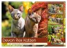 Devon Rex Katzen. Der aufgeweckte... - Bild 1