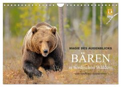 Cover Magie des Augenblicks - Bären in nordischen Wäldern (Wandkalender 2026 DIN A4 quer), CALVENDO Monatskalender