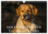 Golden Retriever - Ein Herz auf 4... - Bild 1