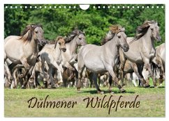 Dülmener Wildpferde (Wandkalender 2026 DIN A4 quer), CALVENDO Monatskalender