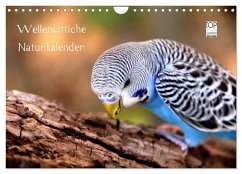 Wellensittiche - Naturkalender (Wandkalender 2026 DIN A4 quer), CALVENDO Monatskalender Wellensittiche - Naturkalender (Wandkalender 2026 DIN A4 quer), CALVENDO Monatskalender