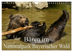 Bären im Nationalpark Bayerischer Wald (Wandkalender 2026 DIN A4 quer), CALVENDO Monatskalender