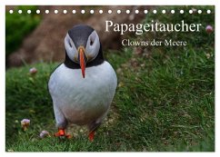 Papageitaucher Clowns der Meere (Tischkalender 2026 DIN A5 quer), CALVENDO Monatskalender