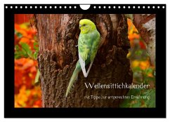 Wellensittichkalender mit Tipps zur artgerechten Ernährung (Wandkalender 2026 DIN A4 quer), CALVENDO Monatskalender Wellensittichkalender mit Tipps zur artgerechten Ernährung (Wandkalender 2026 DIN A4 quer), CALVENDO Monatskalender