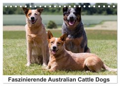 Faszinierende Australian Cattle Dogs (Tischkalender 2026 DIN A5 quer), CALVENDO Monatskalender Faszinierende Australian Cattle Dogs (Tischkalender 2026 DIN A5 quer), CALVENDO Monatskalender