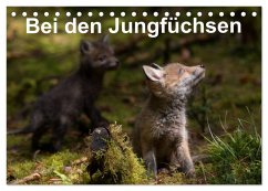 Bei den Jungfüchsen (Tischkalender 2026 DIN A5 quer), CALVENDO Monatskalender Bei den Jungfüchsen (Tischkalender 2026 DIN A5 quer), CALVENDO Monatskalender