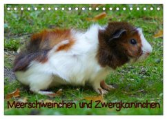 Meerschweinchen und Zwergkaninchen (Tischkalender 2026 DIN A5 quer), CALVENDO Monatskalender
