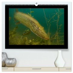 Der Hecht - Tauchen Sie ab mit Daniel Hohlfeld (hochwertiger Premium Wandkalender 2026 DIN A2 quer), Kunstdruck in Hochglanz Der Hecht - Tauchen Sie ab mit Daniel Hohlfeld (hochwertiger Premium Wandkalender 2026 DIN A2 quer), Kunstdruck in Hochglanz