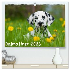 Dalmatiner 2026 (hochwertiger Premium Wandkalender 2026 DIN A2 quer), Kunstdruck in Hochglanz