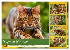 Cover Toyger Katzen. Der exotische Mini-Tiger im Garten (Wandkalender 2026 DIN A2 quer), CALVENDO Monatskalender