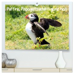 Cover Puffins, Papageitauchern ganz nah (hochwertiger Premium Wandkalender 2026 DIN A2 quer), Kunstdruck in Hochglanz