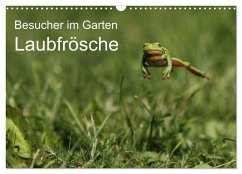 Besucher im Garten - Laubfrösche (Wandkalender 2026 DIN A3 quer), CALVENDO Monatskalender