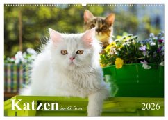 Katzen im Grünen (Wandkalender 2026 DIN A2 quer), CALVENDO Monatskalender Katzen im Grünen (Wandkalender 2026 DIN A2 quer), CALVENDO Monatskalender