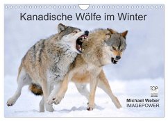 Kanadische Wölfe im Winter (Wandkalender 2026 DIN A4 quer), CALVENDO Monatskalender