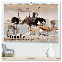Strauße. Afrikas schöne Laufvögel (hochwertiger Premium Wandkalender 2026 DIN A2 quer), Kunstdruck in Hochglanz Strauße. Afrikas schöne Laufvögel (hochwertiger Premium Wandkalender 2026 DIN A2 quer), Kunstdruck in Hochglanz