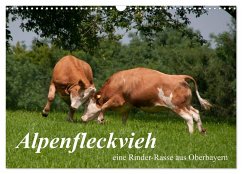 Alpenfleckvieh (Wandkalender 2026 DIN A3 quer), CALVENDO Monatskalender
