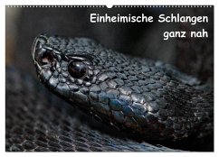 Einheimische Schlangen ganz nah (Wandkalender 2026 DIN A2 quer), CALVENDO Monatskalender Einheimische Schlangen ganz nah (Wandkalender 2026 DIN A2 quer), CALVENDO Monatskalender