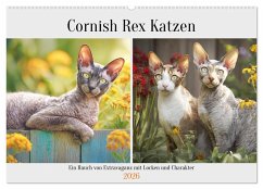 Cover Cornish Rex Katzen. Ein Hauch von Extravaganz mit Locken und Charakter (Wandkalender 2026 DIN A2 quer), CALVENDO Monatskalender