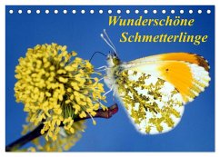 Wunderschöne Schmetterlinge (Tischkalender 2026 DIN A5 quer), CALVENDO Monatskalender Wunderschöne Schmetterlinge (Tischkalender 2026 DIN A5 quer), CALVENDO Monatskalender